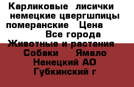 Карликовые “лисички“  немецкие цвергшпицы/померанские › Цена ­ 35 000 - Все города Животные и растения » Собаки   . Ямало-Ненецкий АО,Губкинский г.